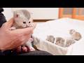 The kittens waiting their turn to hold me were so cute!