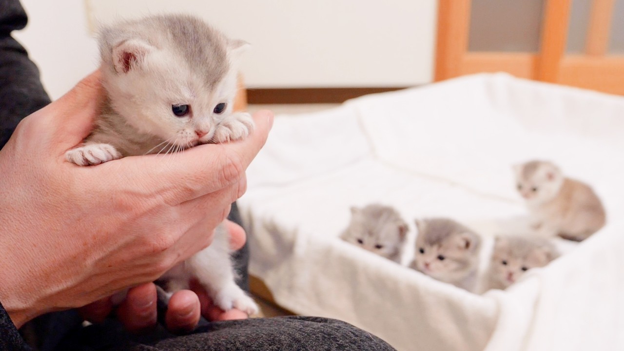 Котята, ожидавшие своей очереди, чтобы подержать меня на руках, были такими милыми!