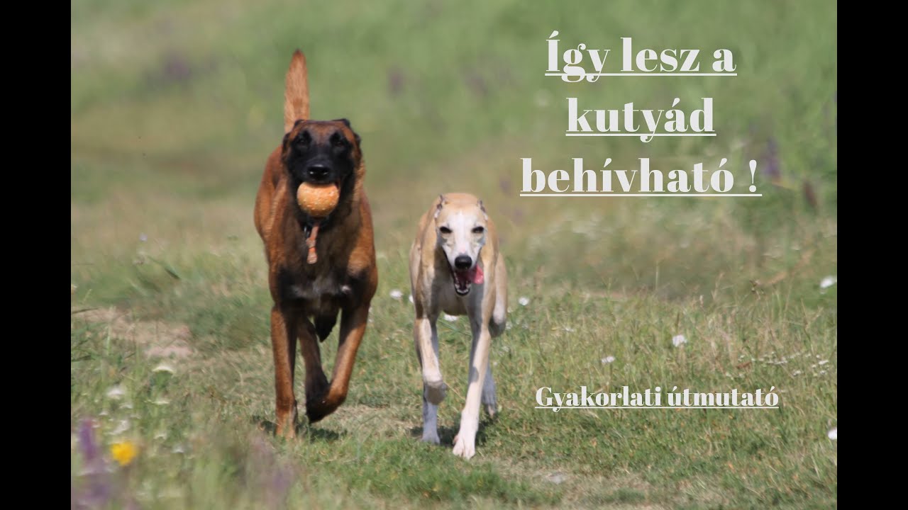 A behívás a kutyatartás alfája és omegája.