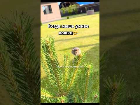 Кошки проказники #shortvideo #cat #видосыоткота #котики #веселыекоты #кот #прикольныекоты #shorts