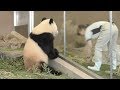 【大忙しッ!?✨】結浜🎀飼育員さんのタッチに転がって大喜び🎶✨【子パンダ】Giant Panda -Yuihin -☆great joy✨
