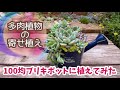 100円ショップの青いジョーロ型ブリキポットに寄せ植え