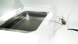 アメンボを超音波洗浄機に落とすと…