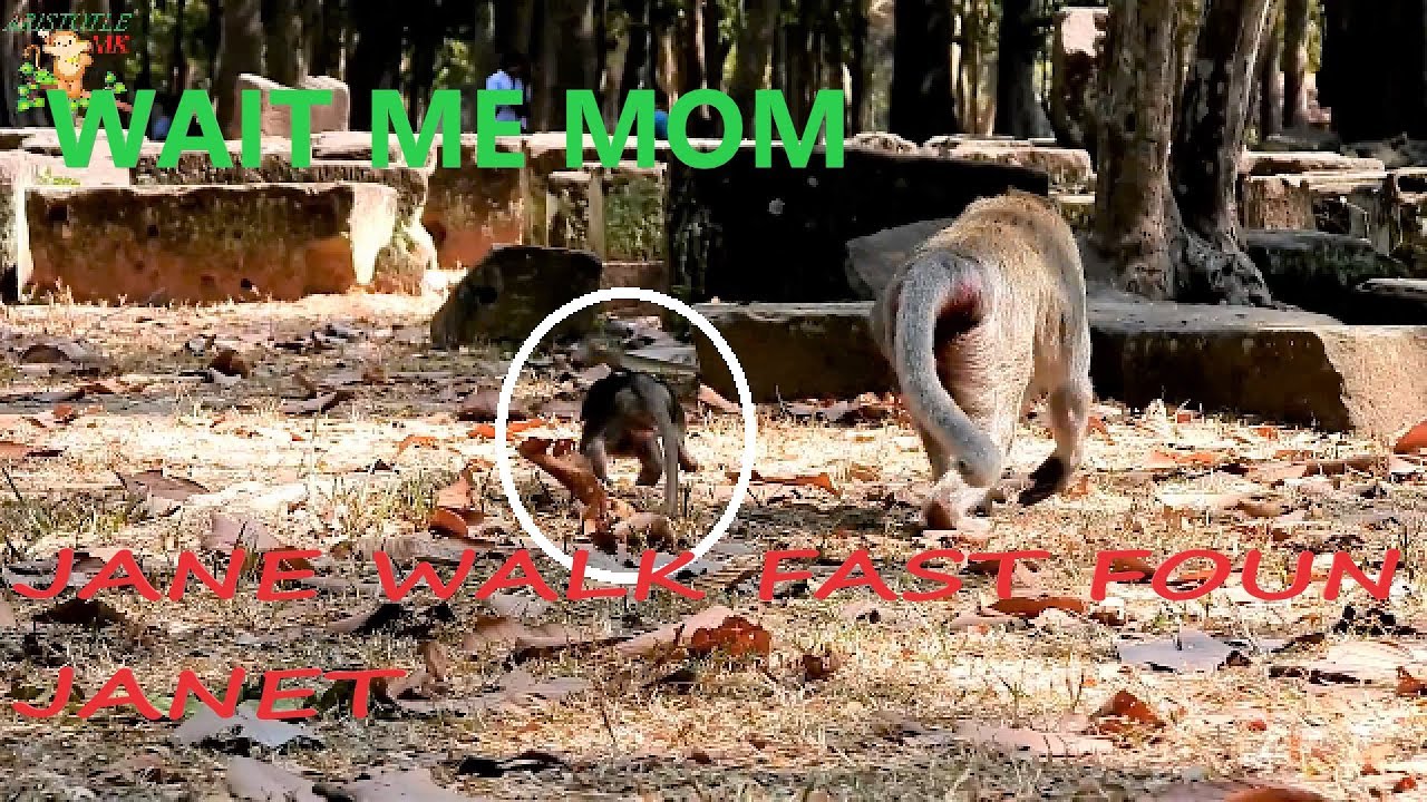 POOR MOM JANE WALKING FAST WHEN BABY JANET FAR , PITY BABY JANNA TRY RUN FOLLOW MOM  JANE |
