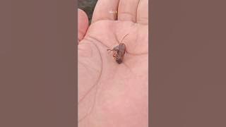 This stink bugs🪳😉 🏳 #shorts🇮🇩🇸🇬🇷🇸🇵🇷🇳🇱🇲🇾🇸🇦🇵🇬🇳🇵🇳🇴🇲🇿🇳🇨🇳🇪🇽🇰🇾🇪