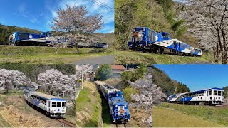 【満開の桜】奥出雲おろち号最後の春 撮影追っかけ(iPhone14pro 4K HDR 60fps)
