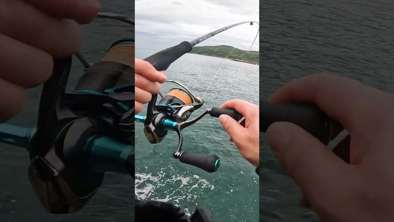 春イカ狙って地磯でエギングしたら良いサイズのアオリイカが釣れました🦑 #shorts #エギング #エギング