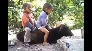 Funny Videos 2017 [ People doing stupid things ] screenshot 2