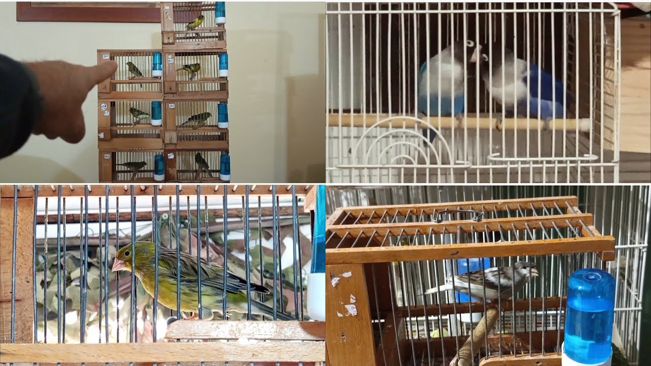 👉EL MUNDO DE LOS TIMBRADOS Y👈 ...