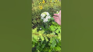 Cây Nguyệt quế Thái bông chùm to thơm lắm | 0386569374 - Ngọc Ngân Bến Tre | Chuyên cây độc lạ