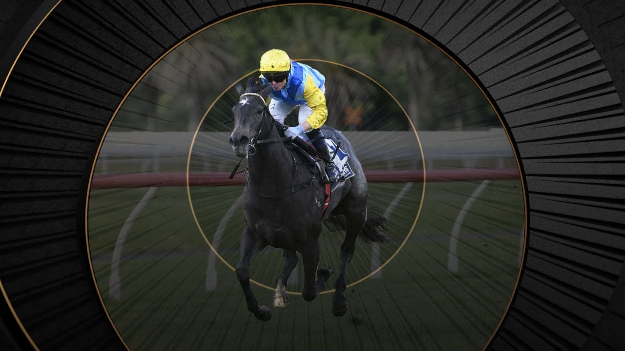 Kiwi Runner Profile - Hankee Alpha