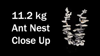 Detailed look at 11.2 kg (24.7 lb) Aluminum Casting of a Jumping Jack Bull Ant Nest - M nigrocinta