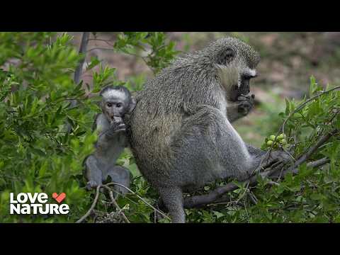 Vision: The Key to Survival for 95% of Animals | Supersenses 101