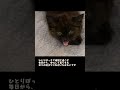 モカちゃん、これからはずっと一緒に暮らそうね。＃保護猫＃子猫＃野良猫
