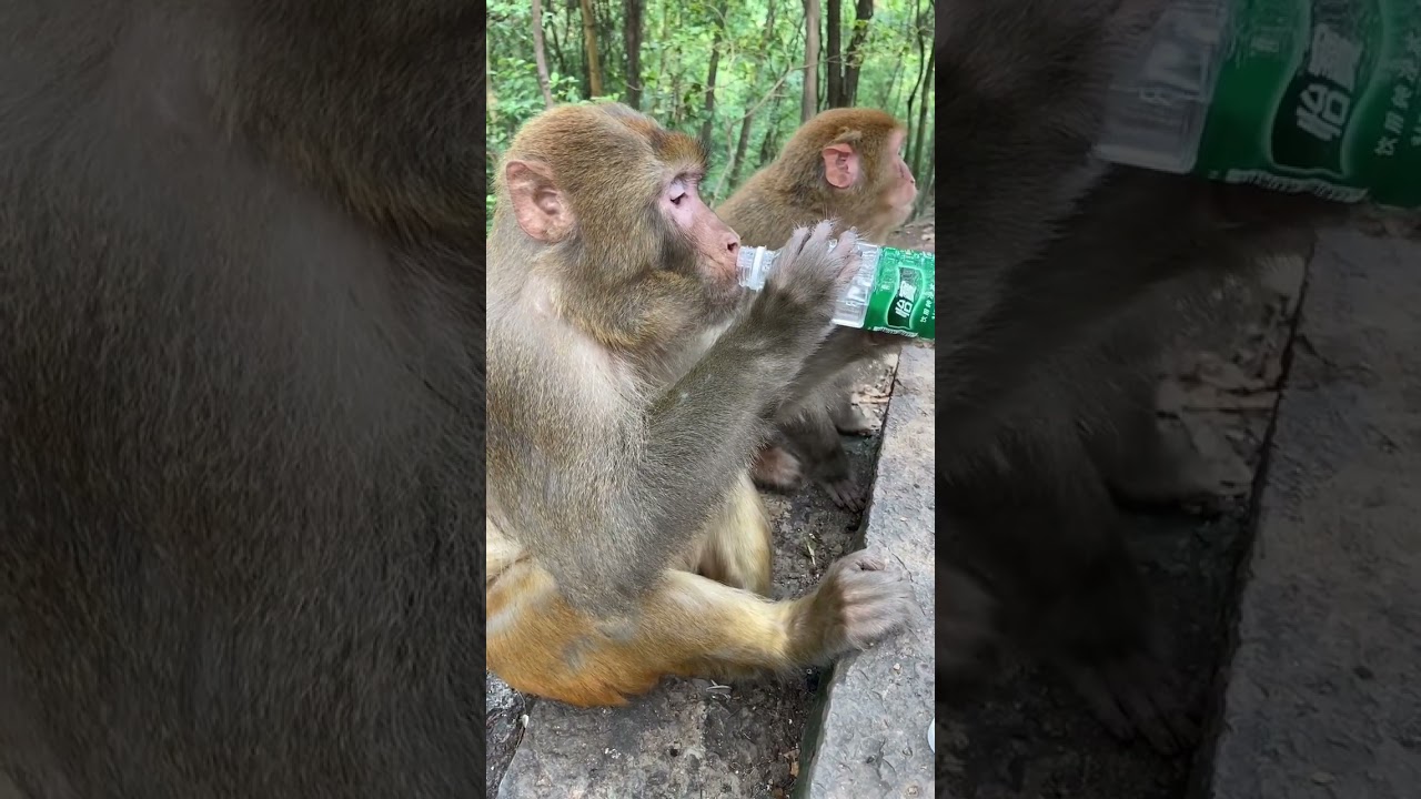 猴子喝礦泉水超嫻熟！節約用水笑翻全場