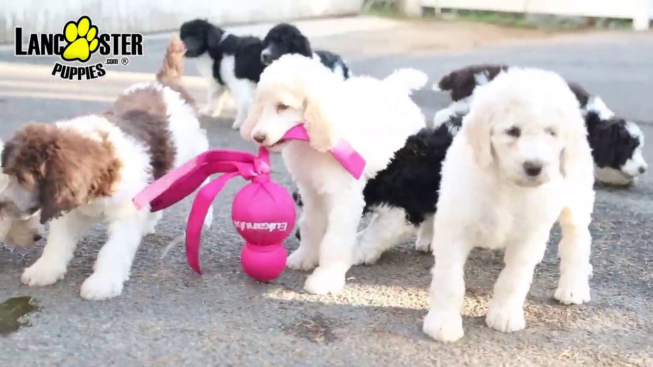 Standard Poodle Puppies YouTube
