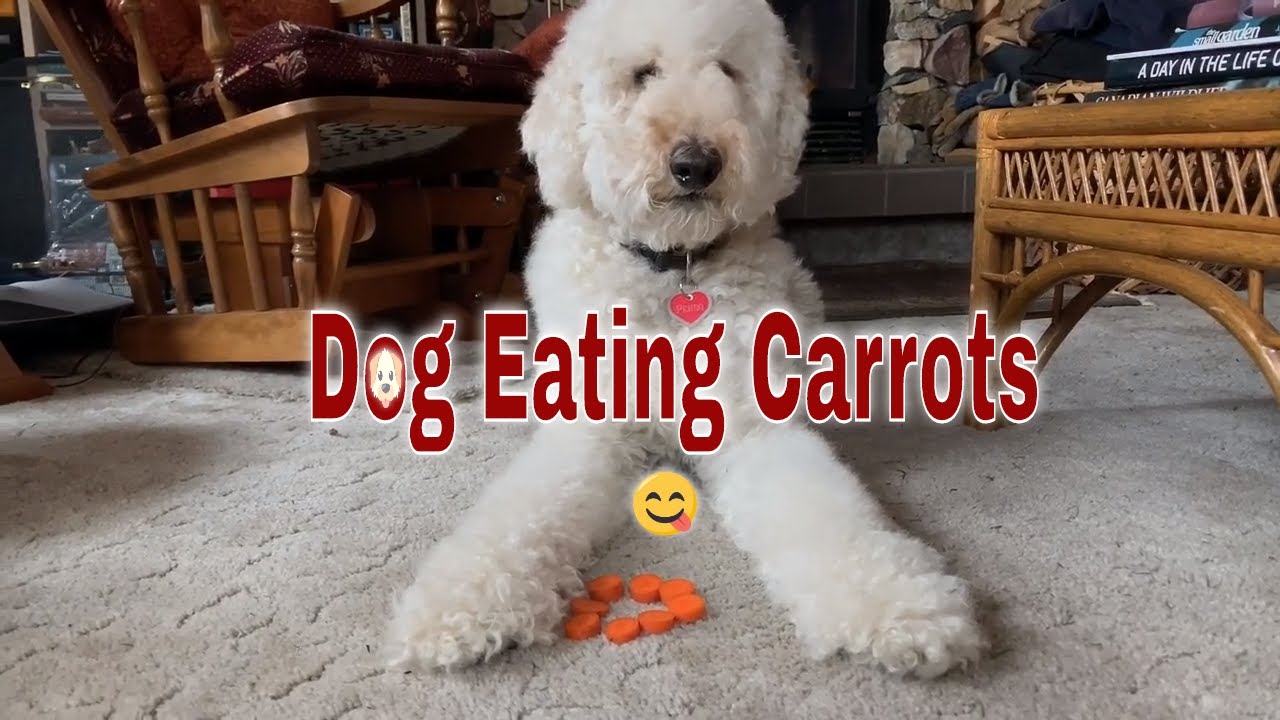 Dog Eating Carrots YouTube