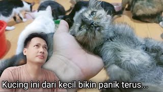 Ada Yang Punya Kucing Begini⁉️ Dari Kecil Sakit Sakitan dan Bikin Khawatir Selalu 🥺 by Sahabat Meongers 513 views 1 month ago 9 minutes, 49 seconds