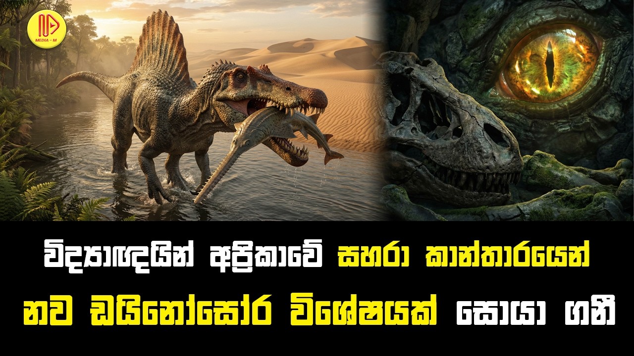 විද්‍යාඥයින් සහරා කාන්තාරයෙන් නව ඩයිනෝසෝර විශේෂයක් සොයා ගනී | New Spinosaurus mirabilis Discovery