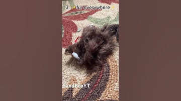 Signs your friend is probably a furry #fursuit #furries #dinomask #fursona