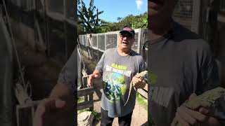 High Blue Purity Bloodline Female lewisi Cyclura Iguana Pit Tag 2544 19" hatch Oct 2024
