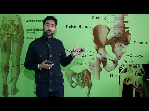 Human Hip (हिंदी)| मानव कुल्हा | Hip Joint | Anatomy of Hip | Femur