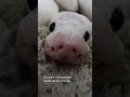 Who else's parents think their snake is plotting to eat them 🙋‍♀️ #ballpython #snake #snakevideo