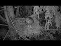 Mom delivers mouse to the nest, but where&#39;s everyone? - Ellis Bird Farm GHO Cam - 5/27/2023