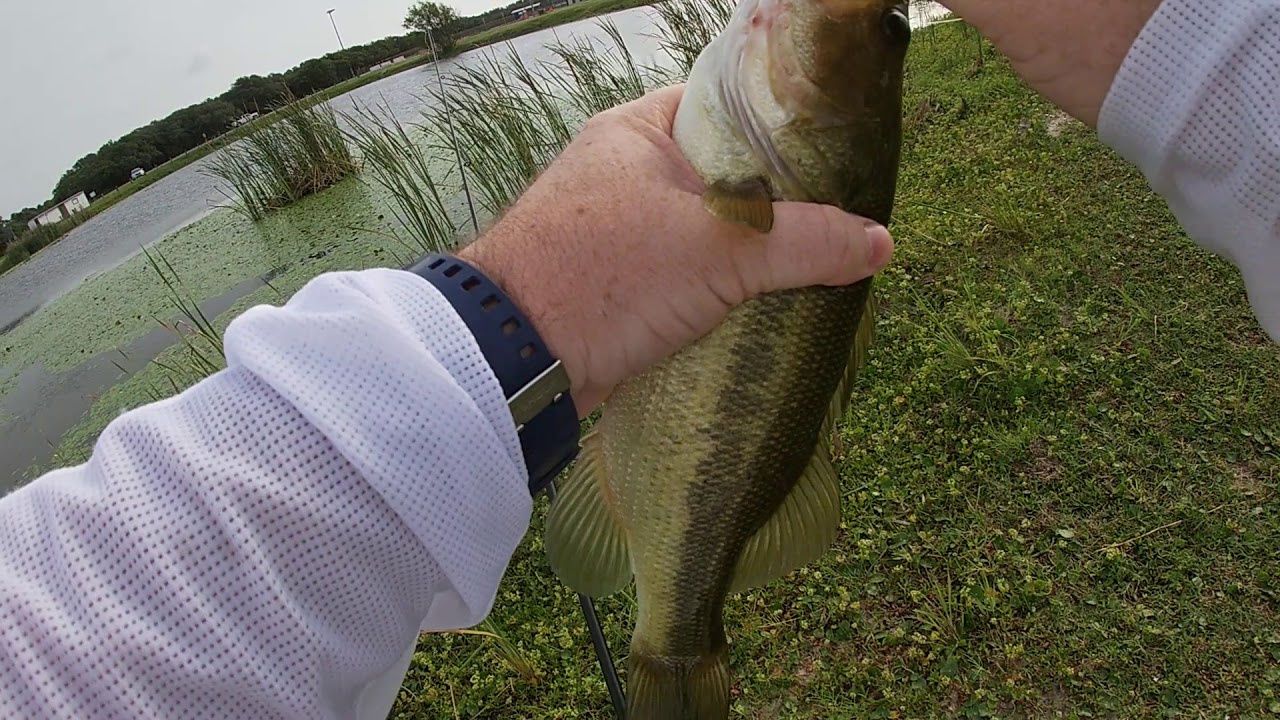Windy Day Bass YouTube