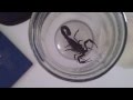 عقرب سیاه Black Scorpion 