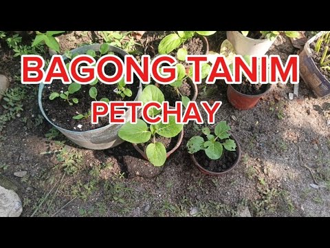 UPDATE NA NAMAN SA GARDENING 🌿🌿🥰