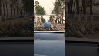 Drivers' Funny Moment #Funny #Trending #Tiktok #Shorts #Traffic