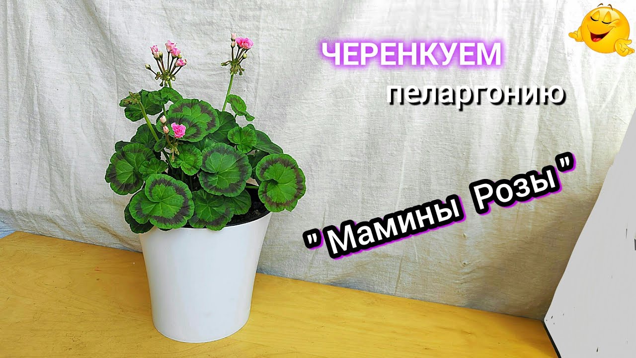 Пеларгония. Черенкование в январе.