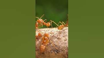 Ant Sounds  – Spinosha TV  #shorts  #animals