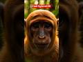 Tumhari Saans Bandar Se Judi Hai 😳🐒 #facts #shorts #viralshorts #monkey #bandar
