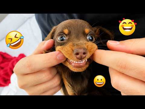 CRAZY DOGS 2026 That Will Make You Laugh NONSTOP  😂🐶 Best Funny Dog Moments! #2