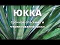 Юкка.Срочное спасение и черенкование юкки -Часть 1-январь 2021