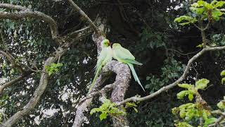 London Parakeets