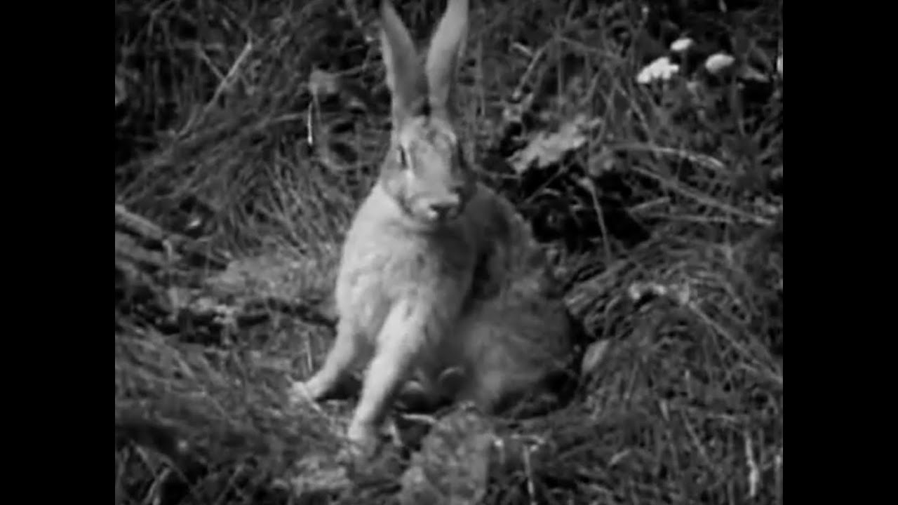 Hoppy the Bunny (1953) - YouTube