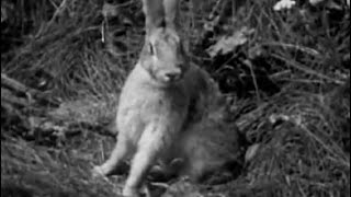 Hoppy the Bunny (1953)