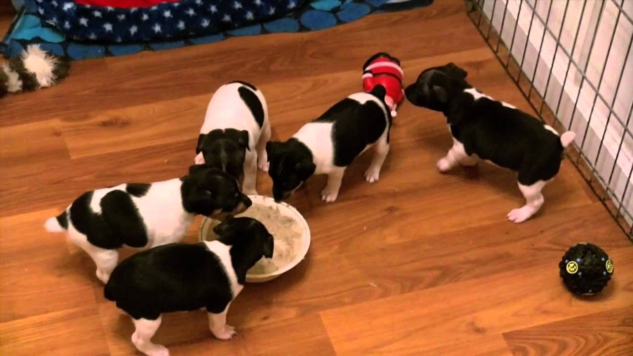 Rat Terrier Puppies Eating YouTube