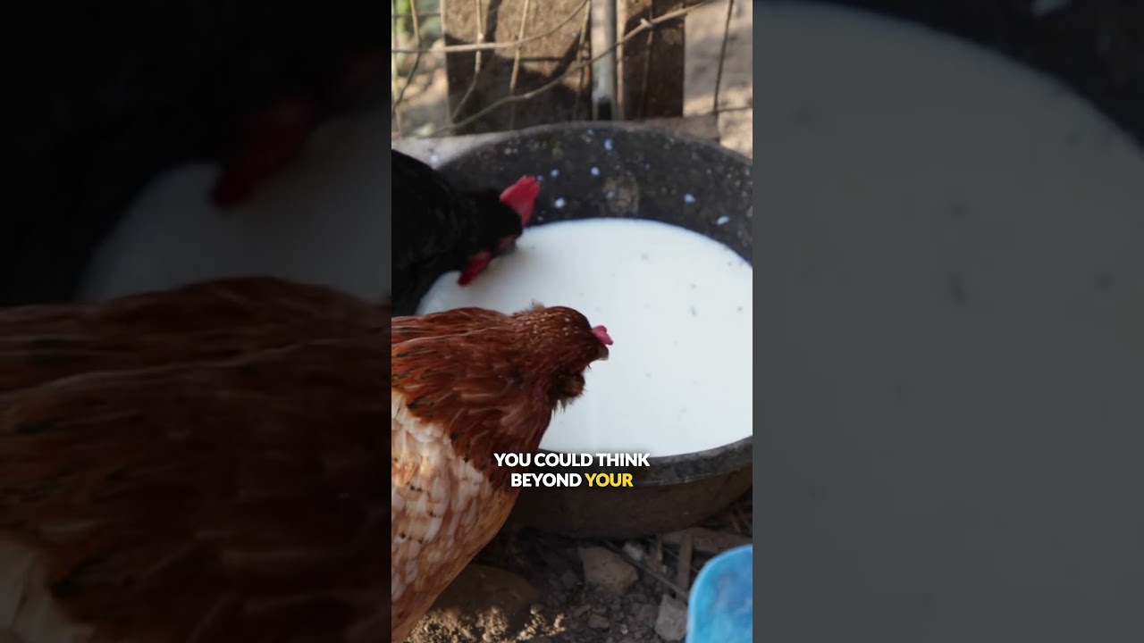 When Your Dream Homestead Feels Out of Reach