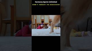 Jealous Dog Chronicles: Hilarious Canine Reactions and Surprises! #shorts #short #shortvideo #viral