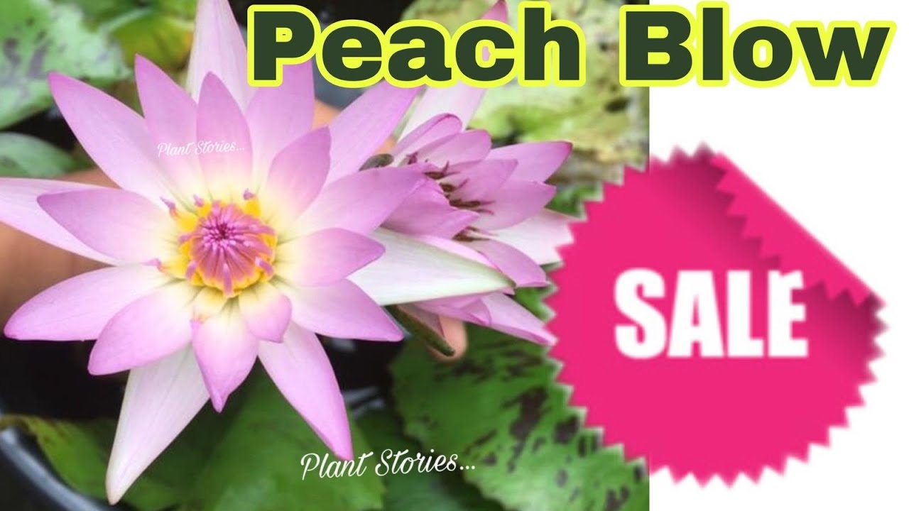 Peach blow Waterlily Malayalam/waterlily care,propagation/ how to grow