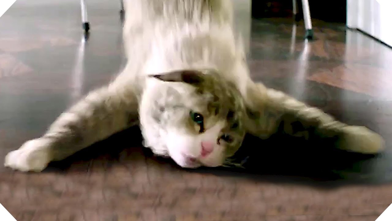 Ma Vie De Chat Superbe Pirouette Extrait Vf Kevin Spacey 16 Youtube