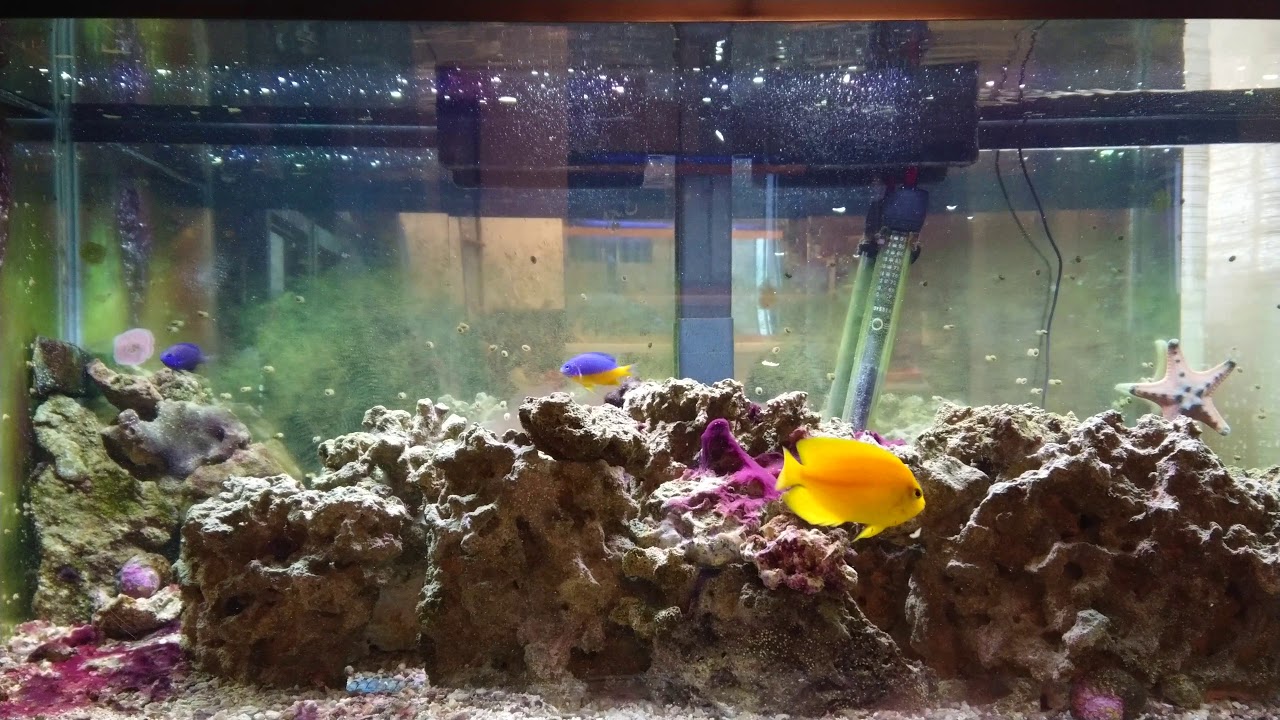 , feeding my 40 gallon saltwater breeder tank 4K YouTube