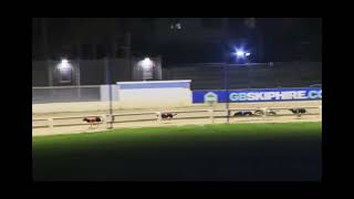 BOMBAY BUCK winning the Coral Golden Sprint Final of 2026 at Romford Stadium