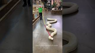 Why Is It Difficult To Control A King Cobra?