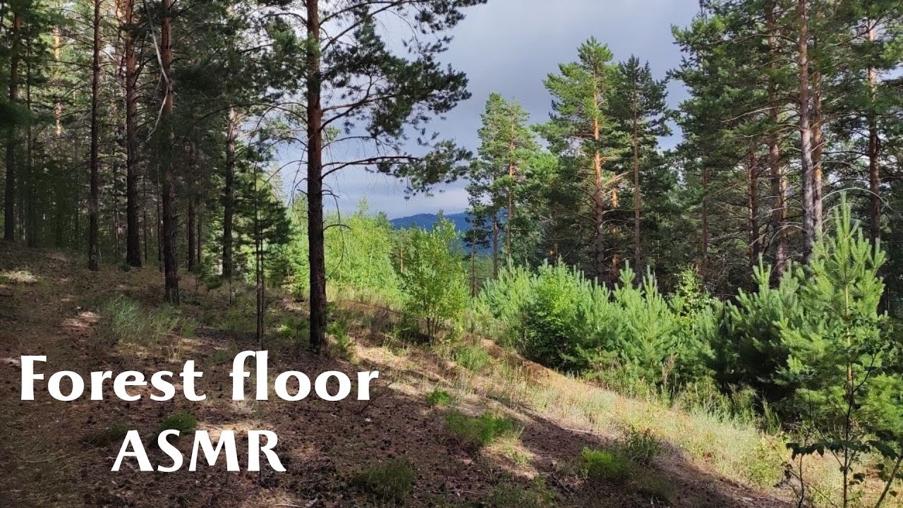 let's go for an ASMR walk in the forest!