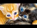 Little Kittens Turn Into Little Monsters Slow Motion Kitten Fight